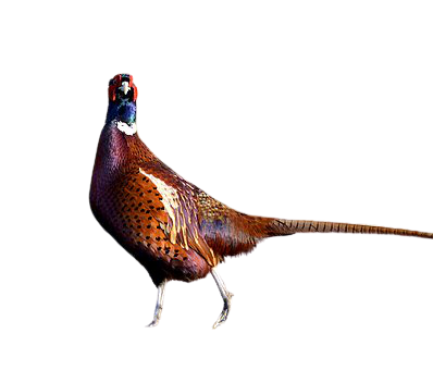 pheasant-11