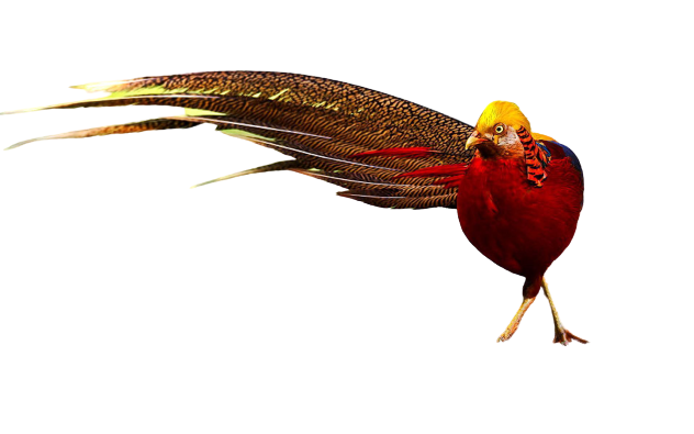 pheasant-13