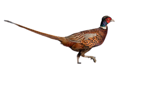 pheasant-15