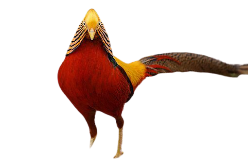 pheasant-16