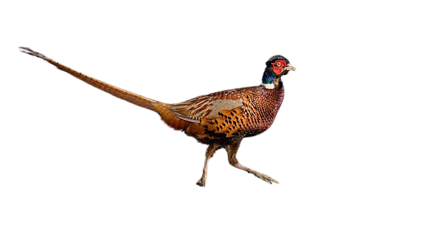 pheasant-18