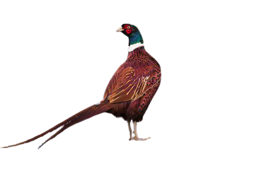 pheasant-19