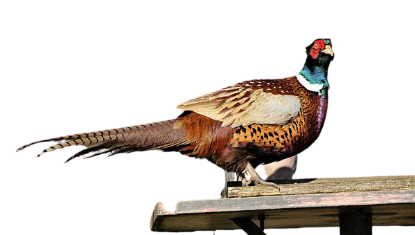 pheasant-20