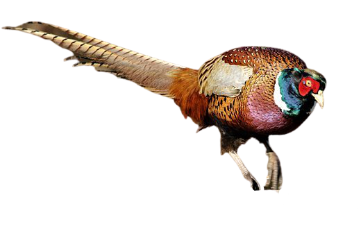 pheasant-21