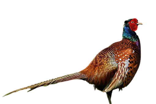 pheasant-22