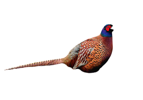 pheasant-23