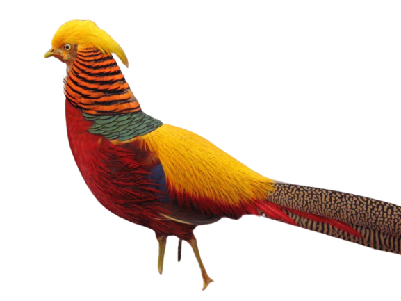 pheasant-25