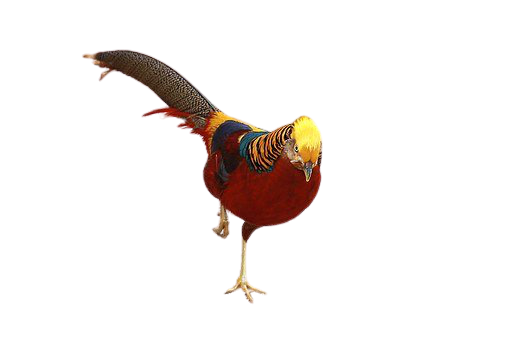 pheasant-26