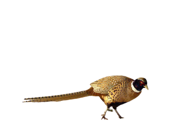 pheasant-29