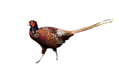 pheasant-5