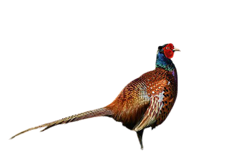 pheasant-6
