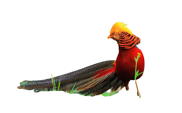 pheasant-7
