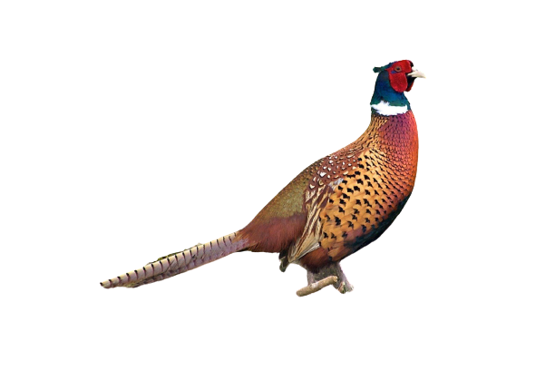 pheasant-8