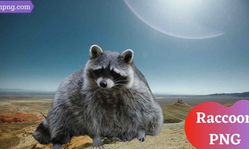 [Best 101+] Raccoon PNG  » Hd Transparent Background