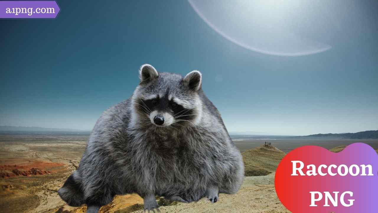 raccoon-png