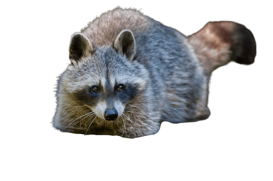 [Best 101+] Raccoon PNG » Hd Transparent Background » A1png