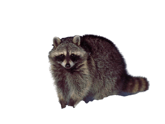 [Best 101+] Raccoon PNG » Hd Transparent Background » A1png