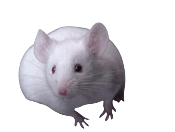 rat-36
