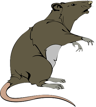 rat-44