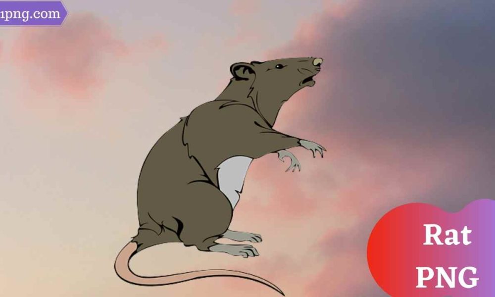 [Best 78+] Rat PNG » Hd Transparent Background