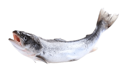 salmon-11