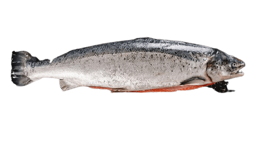 salmon-12