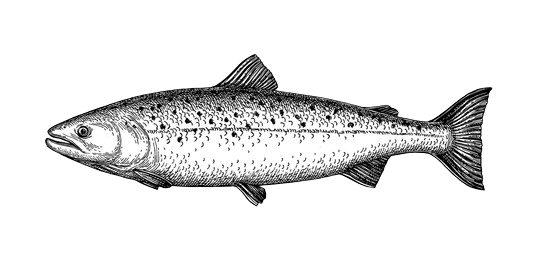 salmon-15