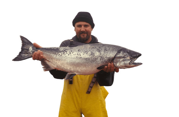 salmon-16