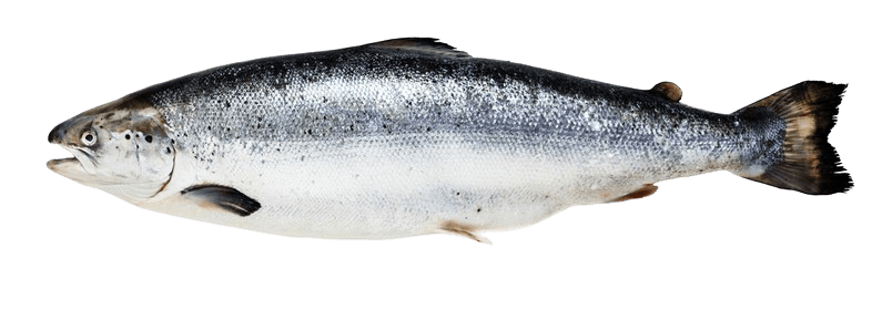 salmon-23