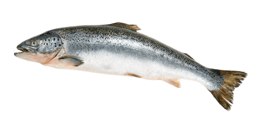 salmon-24