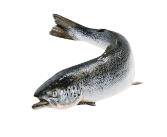 salmon-25