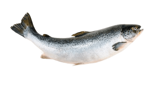 salmon-27