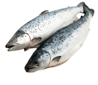 salmon-29