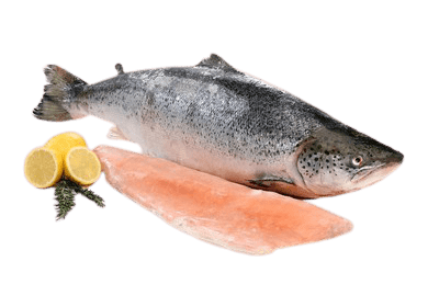 salmon-3