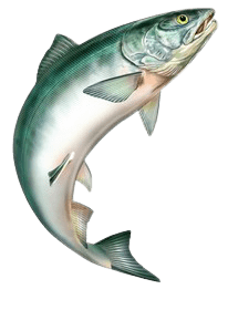 salmon-31