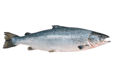 salmon-33