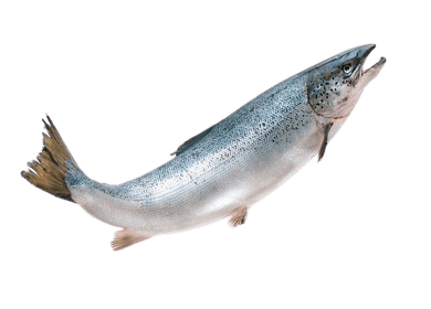 salmon-34