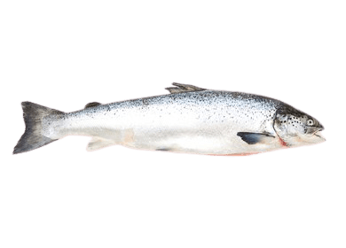 salmon-38