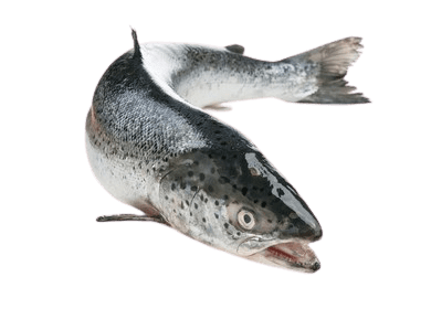 salmon-40