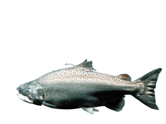 salmon-42