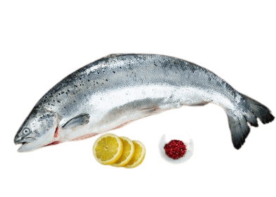 salmon-9