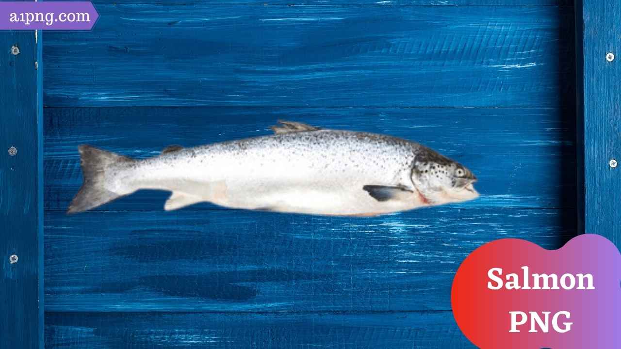 salmon-png