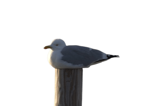 seagull-10
