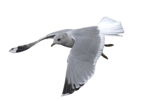 seagull-13