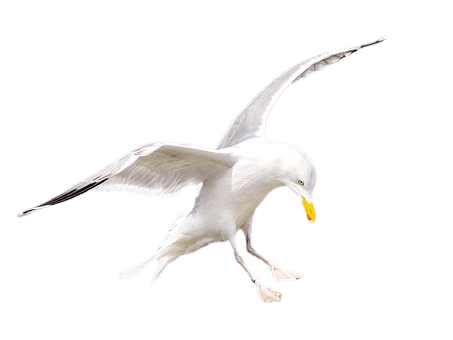 seagull-15