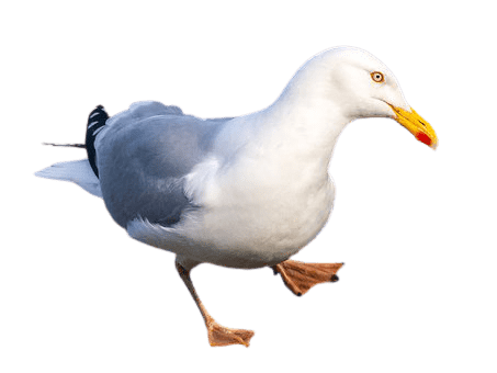 seagull-16