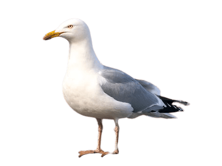 seagull-17