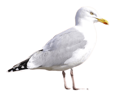 seagull-18