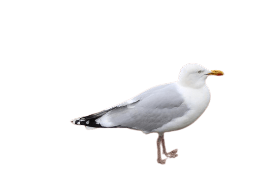 seagull-20