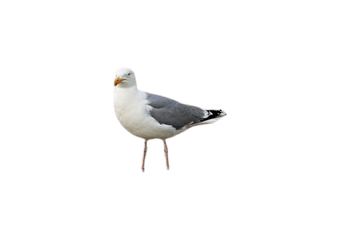 seagull-22